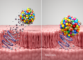 Cervicovaginal Lipid Signatures Linked to HPV Clearance or Persistence in Pilot Study