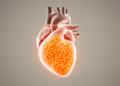 Embryonic Mitochondrial Stress Shields Adult Hearts From Chemo Damage