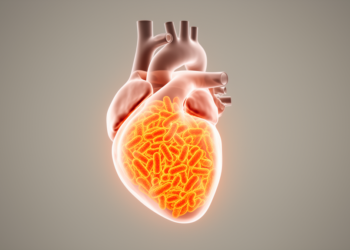Embryonic Mitochondrial Stress Shields Adult Hearts From Chemo Damage