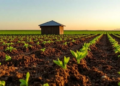 Why Mixing Crops Could Be Farming's Best Defense Against Climate Chaos
