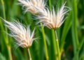 White Jute Germplasm Shows Narrow Genetic Base with Two Differentiated Genomic Regions