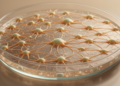 SV40LT mouse fibroblast line retains feeder function without detected tumors