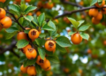 Persimmon Trees Could Hold the Secret to Safer, Greener Copper Nanoparticles