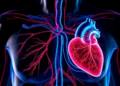 ApoA5–RND3 pathway protects the right heart in pulmonary arterial hypertension