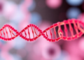 Cohesin Loops, Baciptosis, Microexons: MSK Studies Illuminate Gene Control and Immunity