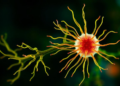 Calcium Switches Mitochondrial Motors to Drive Filopodia and Cell Migration