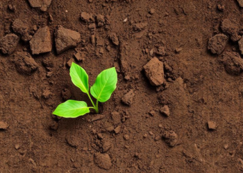 Soil Bacterium Boosts Sulphur Oxidation and Crop Yields in Sodic Soils