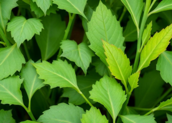 Soybean Leaves Shed Foliar Zinc as Flowering Begins, Transcriptome Study Shows