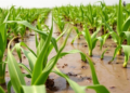 Brewery wastewater could irrigate India's maize fields, study finds