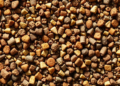Tiny Particles and Helpful Bacteria Team Up to Feed Crops Sustainably