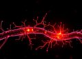 PD-L1 and mTOR form a signaling loop that drives tumor invasion