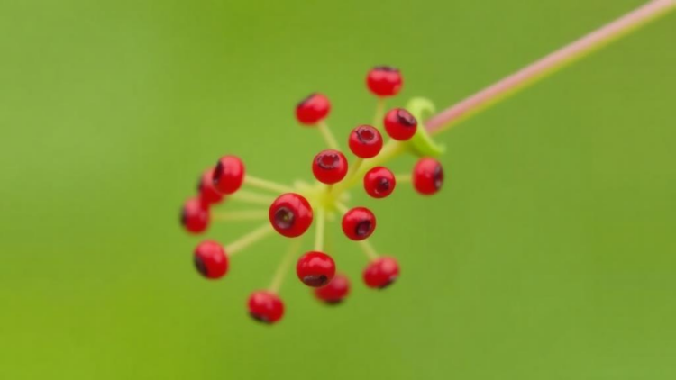 Great Burnet Mitochondrial Genome Assembled to Reveal Rosaceae Evolution