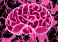 Gut Microbiome Study Finds Subtle Microbial Shifts, Not Global Dysbiosis, in Gut–Brain Disorders