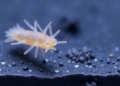 Ultrafast PCR Test Identifies Lookalike Sea Squirts in Under an Hour