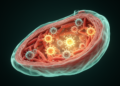 How Antiviral Innate Immunity Shapes Viral Myocarditis Outcomes