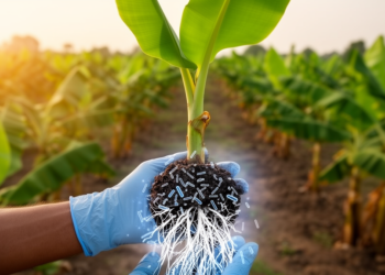 Rhizosphere bacterium Bacillus amyloliquefaciens F2 shows strong biocontrol against banana Fusarium wilt TR4 in Pakistan