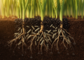 Soil Bacteria Paired with Humic Acid Shield Wheat Yields from Drought Stress