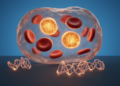 Blood Proteins Predict ALS Years Before Symptoms Strike
