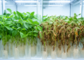 Soybean cold sensitivity has genetically distinct components, diversity-panel study finds