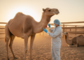 One in Three Camels Across Africa and Asia Show Signs of Q Fever Exposure