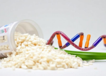 Thai Yoom Noon Rice Extracts Show Anti-Cancer and DNA-Protective Effects in Lab Tests
