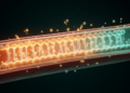 IL-35 Cytokine Restores Obesity-Damaged Vessels via STAT3-MAPK/ERK-eNOS Axis