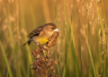 Threatened Finch Picks Protein-Rich, Short Seeds Over Abundant Grasses