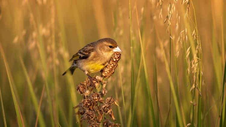 Threatened Finch Picks Protein-Rich, Short Seeds Over Abundant Grasses