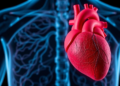 Fibrosis Marker HE4 Predicts Death and Heart Attacks a Decade Out in Coronary Patients