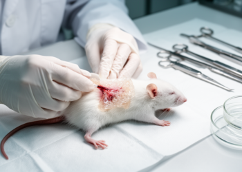 Matrigel Scaffold Improves Wound Repair in Mice, With Modest Cell Boost