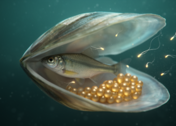 Sperm Still Chase Eggs in a Fish That Fertilises Inside a Living Mussel