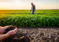 Minimum tillage boosts soya bean yields, but compost can backfire