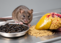 Black soldier fly meal alters liver fat and inflammation in mice