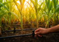 Pulsed Drip Irrigation and Moderate Nitrogen Boost Photosynthesis in Sugarcane