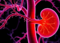 Tight Junction Protein Revealed as Hidden Brake on Kidney Cancer Growth