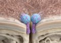 Two Collagen Receptors Team Up to Rebuild Skull Bone in Mice, Study Shows