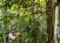 Peruvian canopy traits linked to bird vulnerability, study finds