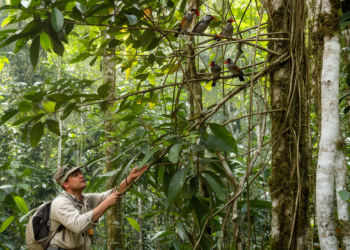 Peruvian canopy traits linked to bird vulnerability, study finds