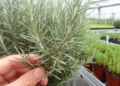 Rosemary breeding produces lines with denser glands and richer compounds