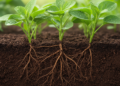 Root Rivals, Shoot Allies: Soil Moisture Rewrites the Rules of Plant Neighborhoods