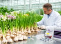 Research report: Genetic diversity analysis and core collection construction of 259 garlic germplasm resources based on SSR molecular markers