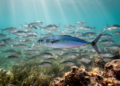 Juvenile Blue Runner Fish Sneak Into Salema Schools in Mediterranean First