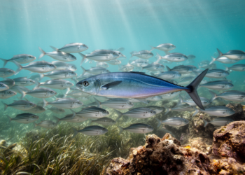 Juvenile Blue Runner Fish Sneak Into Salema Schools in Mediterranean First