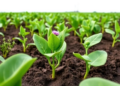 One Gene Swap Gives Peas Powerful New Defense Against Devastating Fusarium Wilt