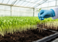 Stable wheat locus on chromosome 4BS linked to drought tolerance at germination