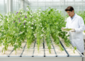 Fuzzy multi-trait screening identifies nine salt-tolerant pea genotypes