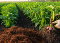 Bean Plants Thrive When Rhizobium Inoculation Meets Moderate Swine Compost Rates