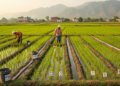 Northern India dry-seeded rice trial links genotype and nitrogen splitting to yield