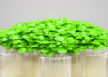 Multi-omics study links ILA to boosted duckweed growth in laboratory culture