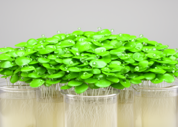 Multi-omics study links ILA to boosted duckweed growth in laboratory culture